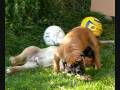 Olde English Bulldoggen Welpen Welpe Eiderbulls
