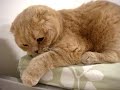 Cute Scottish Fold cat helps make the bed! Pounces and jumps