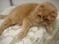 Cute Scottish Fold cat helps make the bed! Pounces and jumps