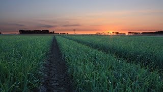 Soğan tarlası İlaçlama - Onion Spraying- Soğan mildiyösü