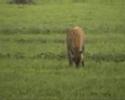 Safari - Lion Kill