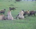 lion-kill-in-africa-with-tanzania-odyssey.html