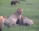 lion kill in africa with tanzania odyssey