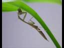 Praying Mantis eating
