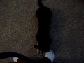 Little Begger Lily