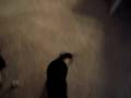 videos de Little Begger Lily