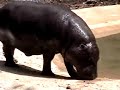 Yawning Baby Hippo by TagTooga