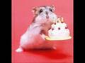 Hamster dan�ando