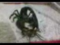 escorpion vs alacran chetumal