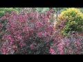 Wine Roses Weigela