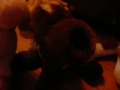 CC- A Webkinz Christmas Tale: Santa's Reindeer Wanted 1/5
