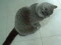 gatto vs. tubo dell\ gatto vs. tubo dell\