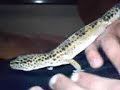 fanzzy, mon gecko leopard