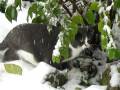 videos de tommy neve novembre 2008