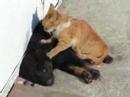 Cat Massage