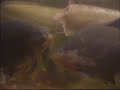 Amazonian Fish Behavior Study