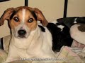 watson milkbone 3.mov