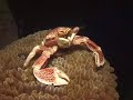 The Letter A from "Ocean Life from A-Z"
