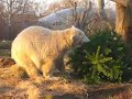 Knut und der Weihnachtsbaum