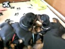 Dobermann Kennel Russkaja Mechta (I - litter)