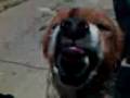videos de PERRO DUBI ESTA LOCO!