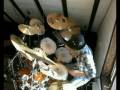 amazing new drumer girl from the twixx-75 band