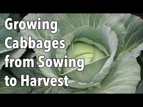 video-linktoworks-Growing Cabbages from Sowing to Harvest - YouTube