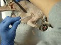 Professor Narrated: Cat Dissections, Muscles 2 Professor Narrated: Cat Dissections, Muscles 2