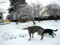 2009-01-06 | Irish Wolfhound Sumo im Schnee 3 ~> Irish Wolfhound Sumo im Schnee 3 ... (00:06)
