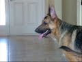 Relight, Yellow Lab & Fresca, German Sheperd Playing