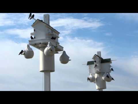 how to attract purple martins in ny