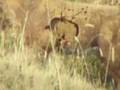 Starrflight FOB 60 Yards w/ broadheads