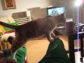 mackica, the cat mackica, the cat