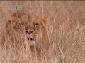 Big Cat Diary: Textbook Hunt