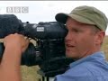 A lioness and her pride go on a textbook wildebeest hunt - BBC wildlife