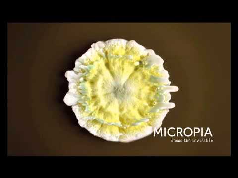 Video timelapse van Penicillium-schimmel door Wim van Egmond Video timelapse van Penicillium-schimmel door Wim van Egmond