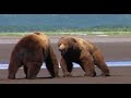 Pelea de osos