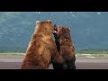 Pelea de osos Pelea de osos