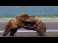 Pelea de osos
