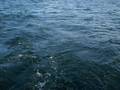 videos de PERSEVERANCE FISHING CHARTERS. OCT.10.08