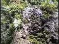 La Cueva de Camuy - Puerto Rico Cave