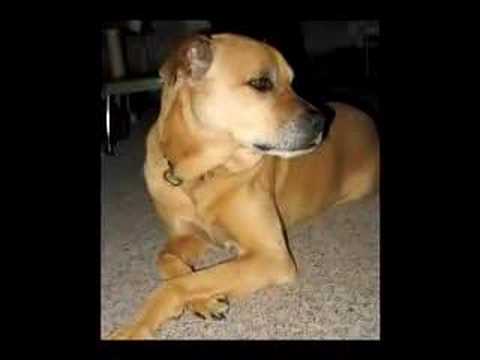 ecinajx19 - A slideshow of the life of my dog, Booger. Born April 1997, died November 16, 2007. A very well-loved pet.