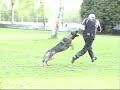PIMP Hasko von der Mohnwiese Son in protection work