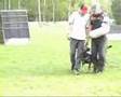 PIMP Hasko von der Mohnwiese Son in protection work