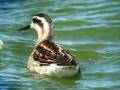 videos de Red-necked Phalarope - Phalaropus lobatus
