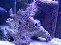 My Marine Fish Tank