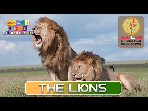 Kalvi Quiz Kindergarten - Episode 7 - The Lions???? - King of the Jungle
