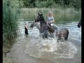 videos de Plaveni Domousnice, srpen 2008
