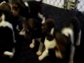 Beagles only 3 1/2 weeks old playing