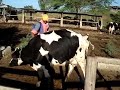 Fumigation of the cow Fumigation of the cow